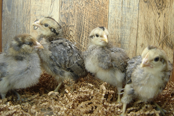 4 Pullet Chicks Week 2